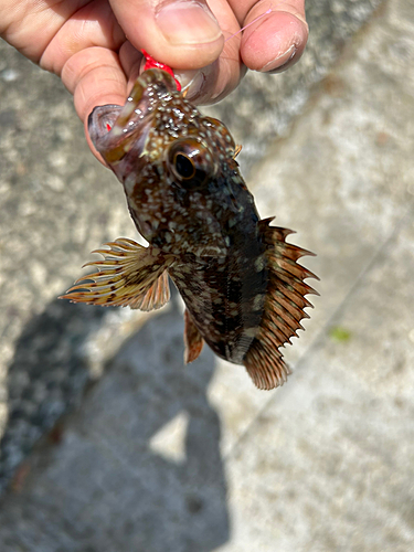 ガシラの釣果