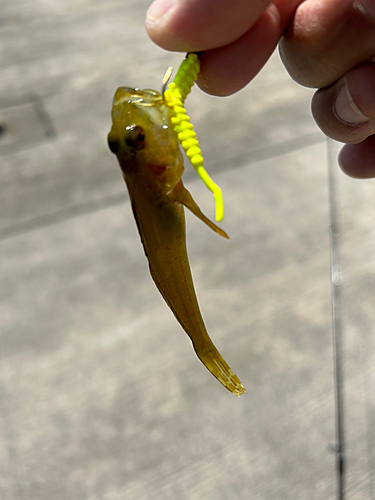 アナハゼの釣果