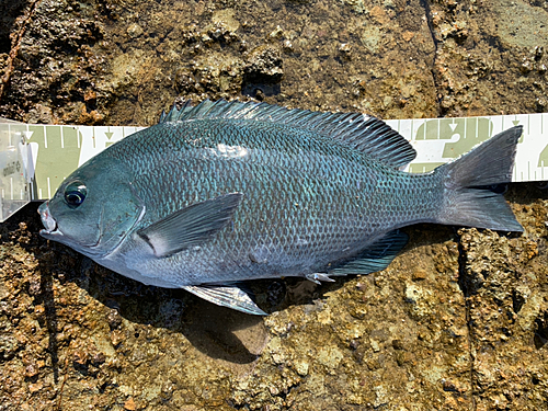 クチブトグレの釣果