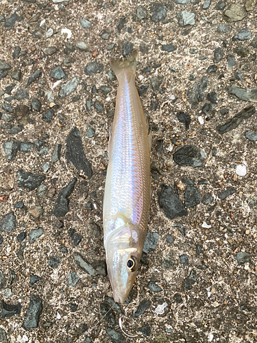 シロギスの釣果