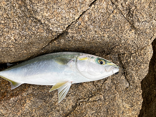 ヤズの釣果