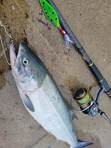 シロザケの釣果