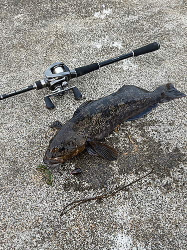 アブラコの釣果