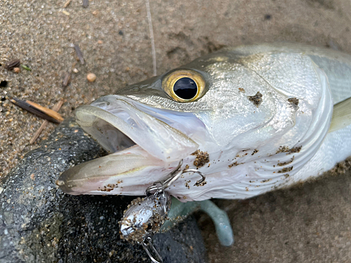 スズキの釣果