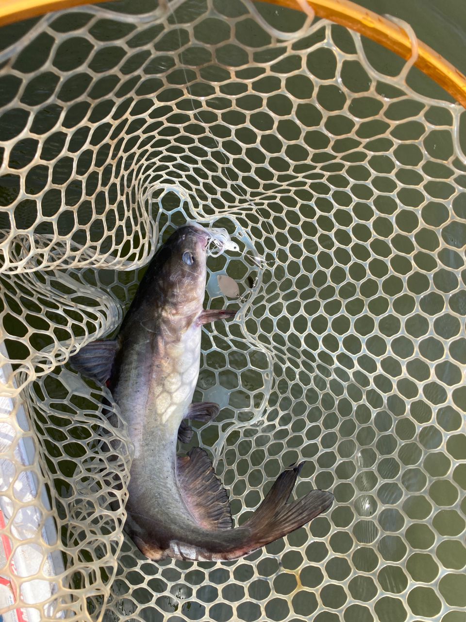 アメリカナマズ