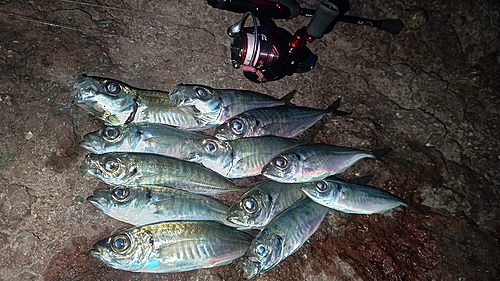 アジの釣果