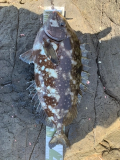 アイゴの釣果