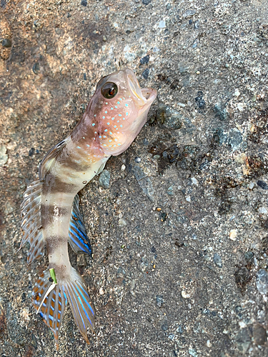 ハゼの釣果