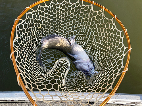 アメリカナマズの釣果