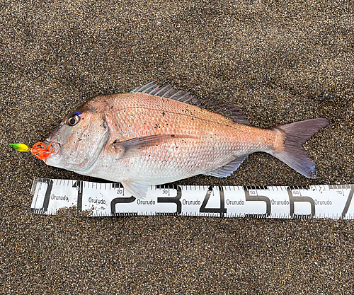 マダイの釣果