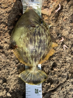 カワハギの釣果