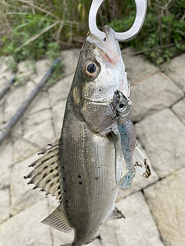 セイゴ（タイリクスズキ）の釣果