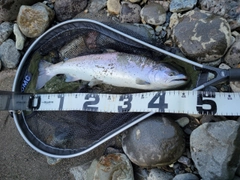 サクラマスの釣果