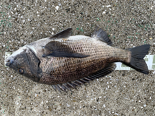 チヌの釣果