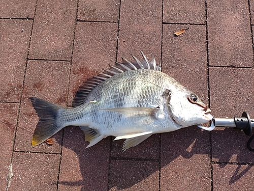 キビレの釣果