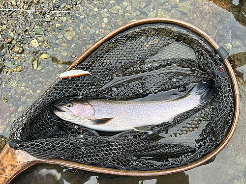 イワナの釣果