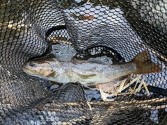 アマゴの釣果