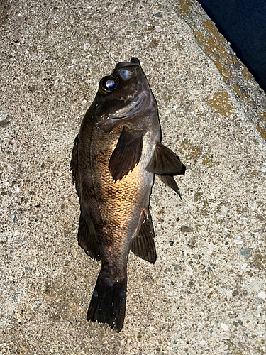 メバルの釣果