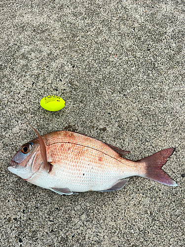 タイの釣果