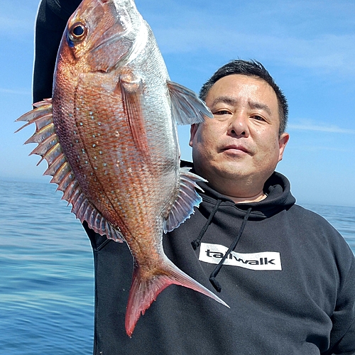 マダイの釣果