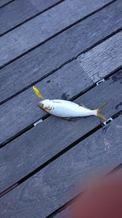 コノシロの釣果