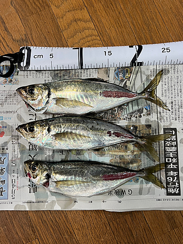 アジの釣果