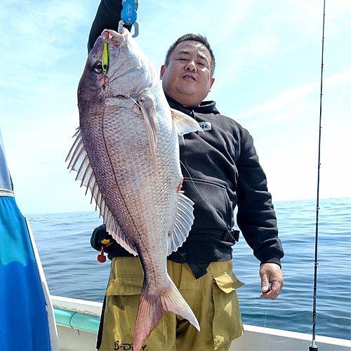 マダイの釣果