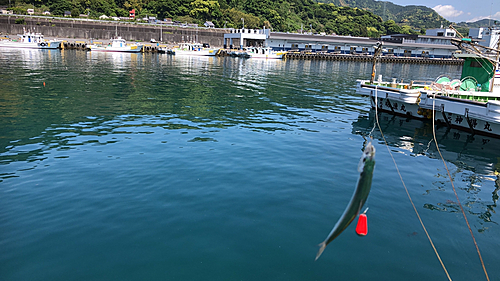 ウルメイワシの釣果