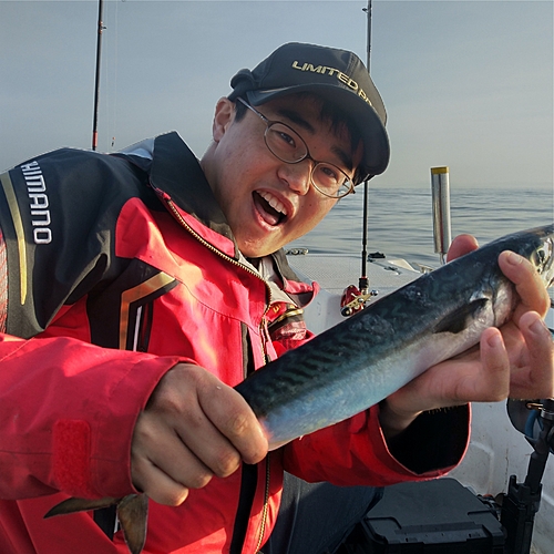 サバの釣果