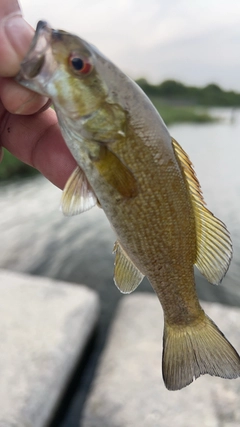 スモールマウスバスの釣果