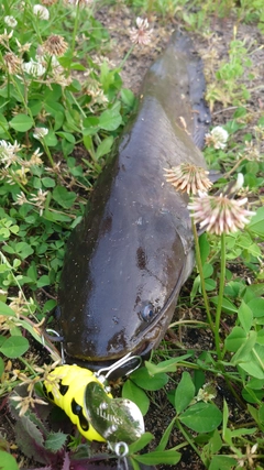 ナマズの釣果