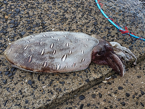 コウイカの釣果