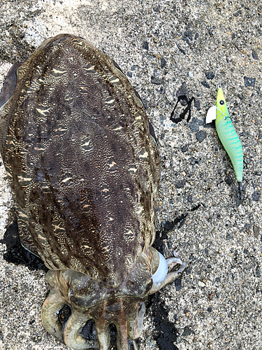 コウイカの釣果