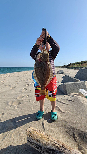 ヒラメの釣果