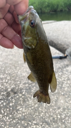 スモールマウスバスの釣果