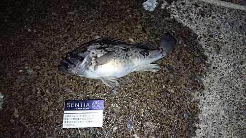 クロソイの釣果