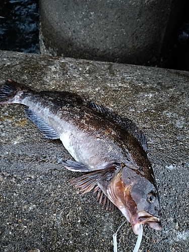 アイナメの釣果