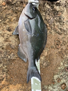 オナガグレの釣果