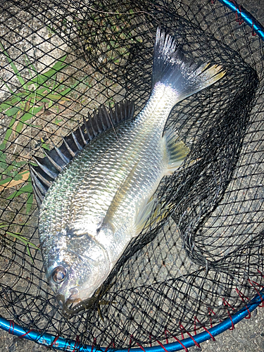 キビレの釣果