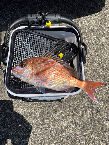 タイの釣果