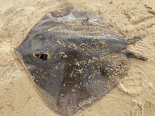 アカエイの釣果