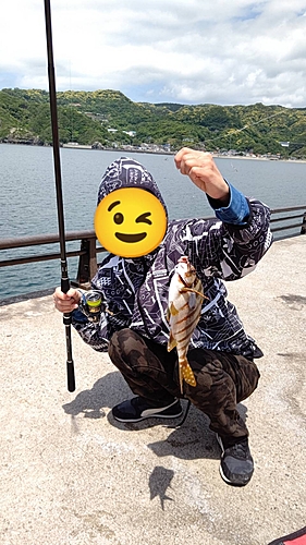 タカノハダイの釣果