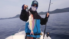 イトヨリダイの釣果