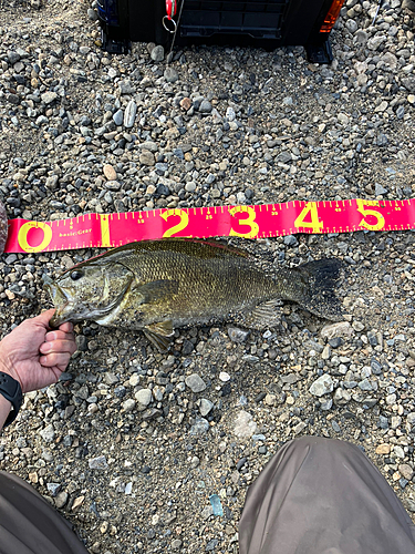 スモールマウスバスの釣果