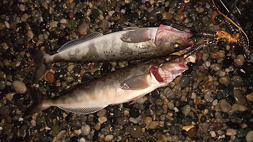 ホッケの釣果