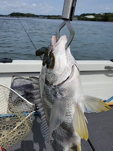 キビレの釣果