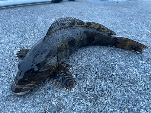 アイナメの釣果