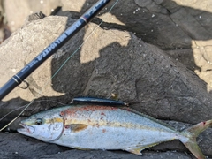 ヒラマサの釣果