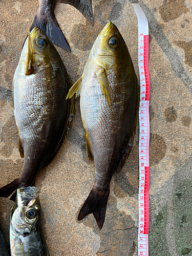 イサキの釣果