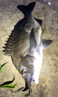 クロダイの釣果